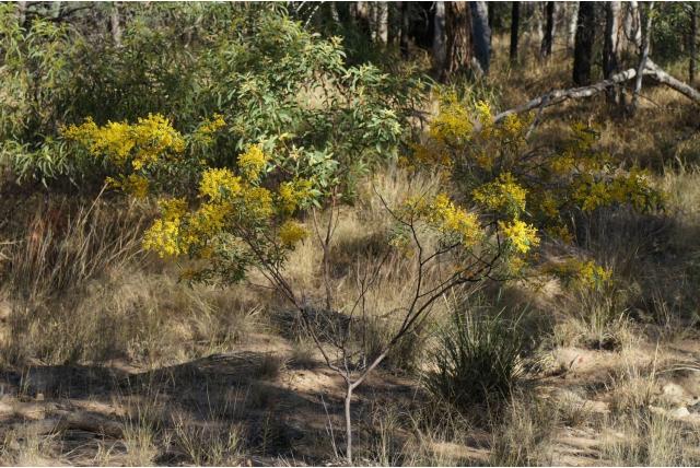 Zwak acacia