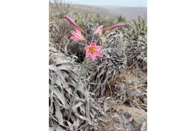 Zephyranthes sarae Zephyranthes sarae -17665