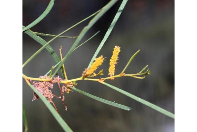 Wollige stengel acacia