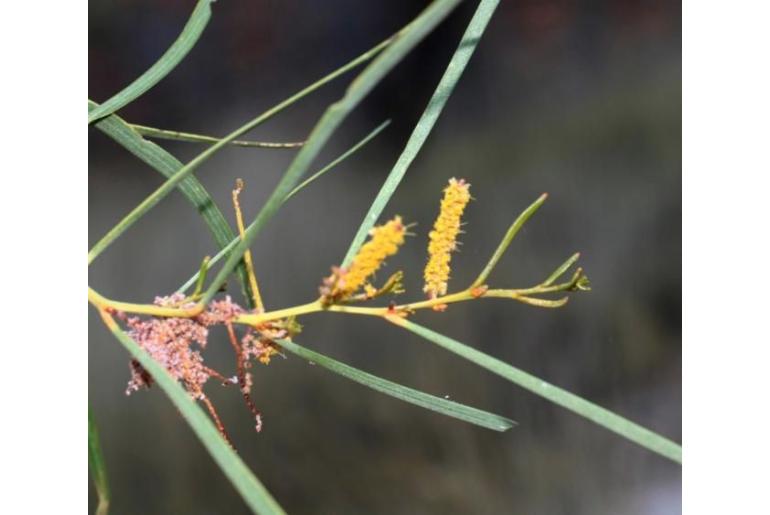Acacia eriopoda -17669