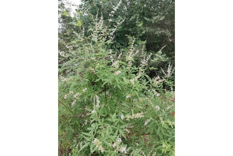 Vitex negundo -17671