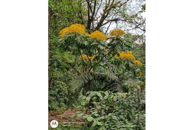 Grootblad telanthophora