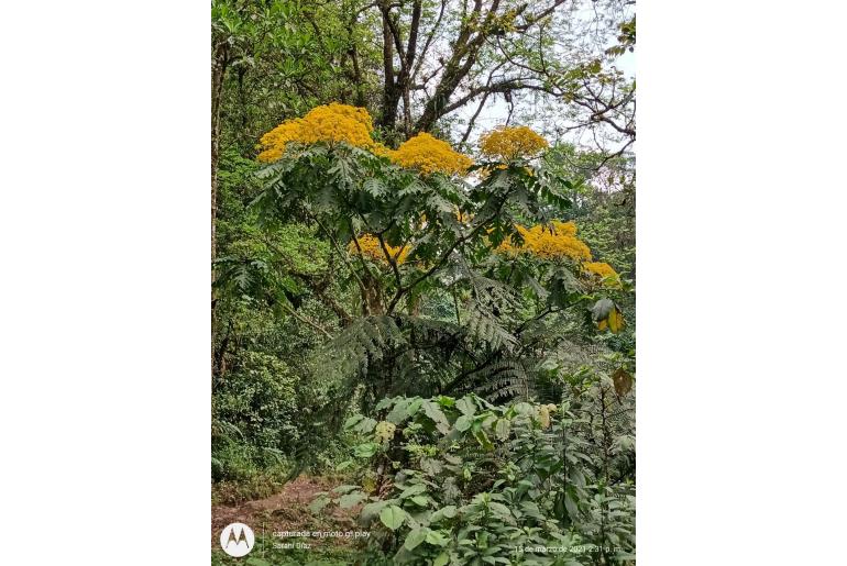 Telanthophora grandifolia 17672