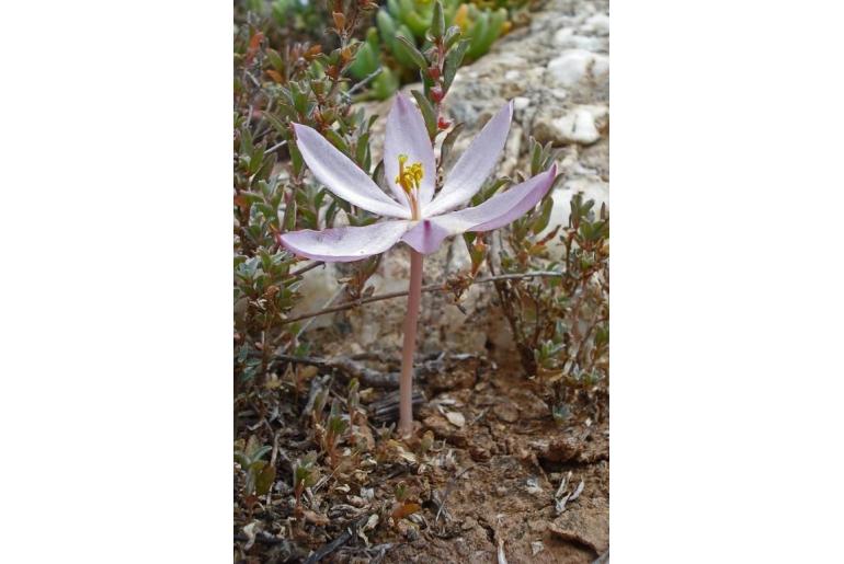 Gethyllis linearis 17673