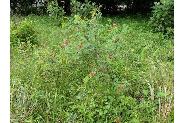 Shiluwane tephrosia Shiluwane tephrosia