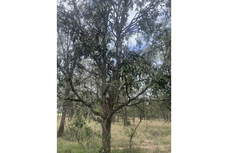 Acacia fasciculifera -17675