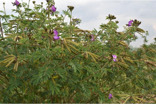 Vogel's tephrosia Vogel's tephrosia