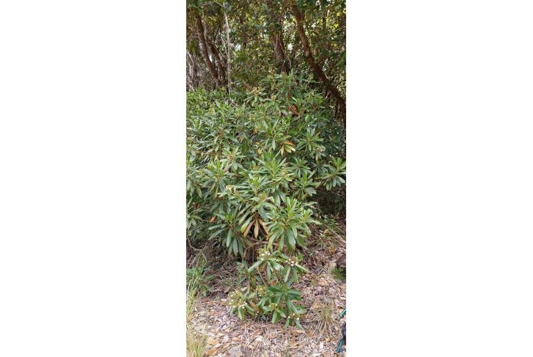 Scaevola cylindrica 17677