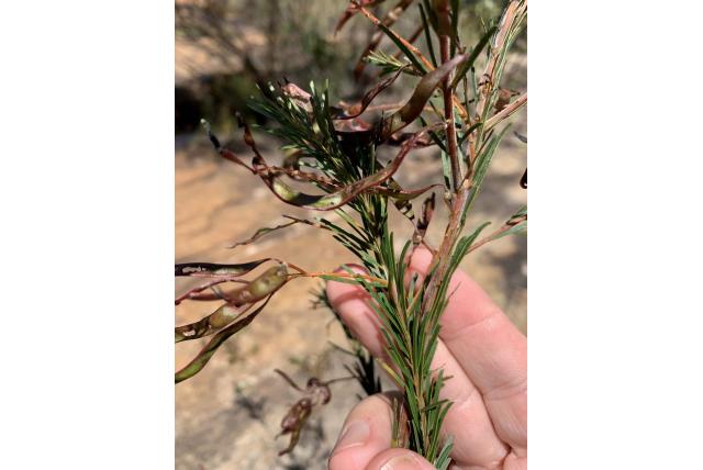 Gittins´ acacia