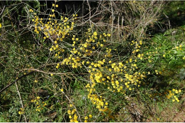 Sierlijke acacia