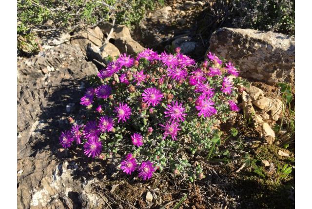 Schlechteranthus-stijlen