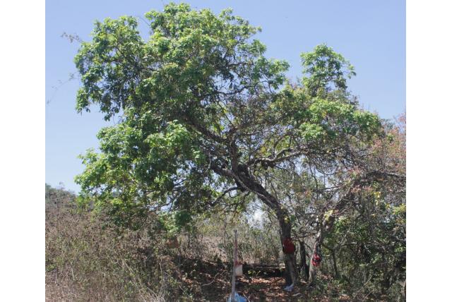 Olijfboom schleichera Olijfboom schleichera