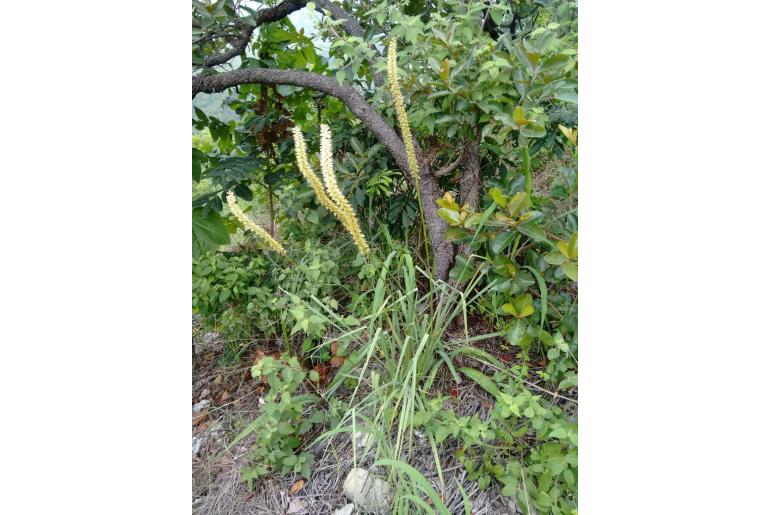 Schoenocaulon officinale 17685