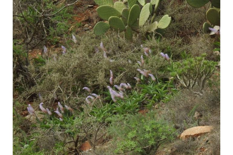 Autonoe latifolia 17687