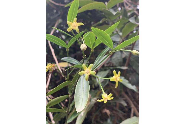 Secamone gerrardii 17688