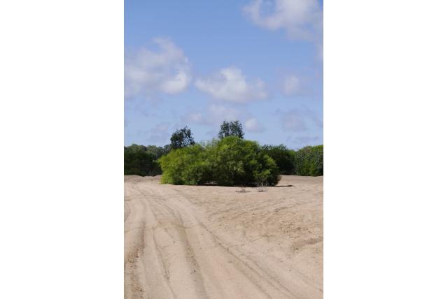 Hemsley's acacia