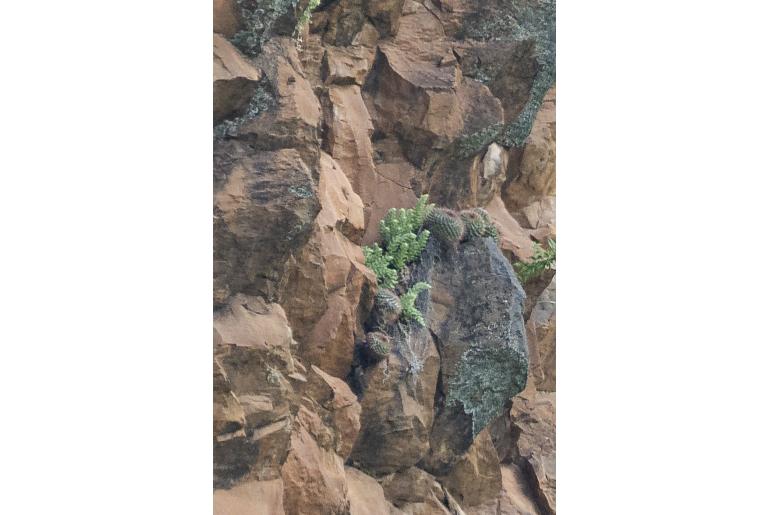 Sedum chazaroi 17692