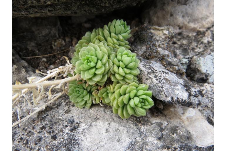 Sedum hemsleyanum 17693