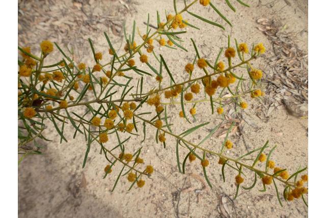 Johnson's acacia