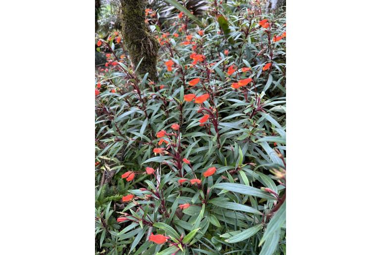 Seemannia sylvatica 17700