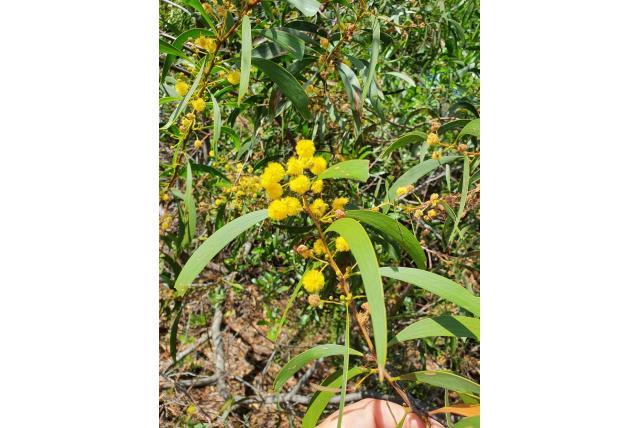 Heide acacia