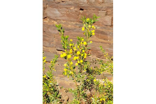 Maitland's acacia