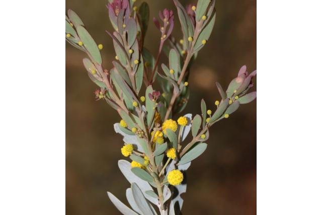Meisner's acacia