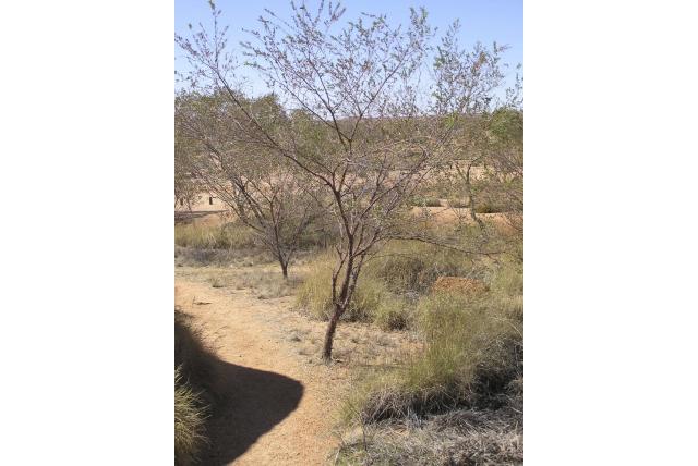 Berg acacia