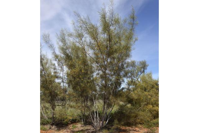 Murray's acacia