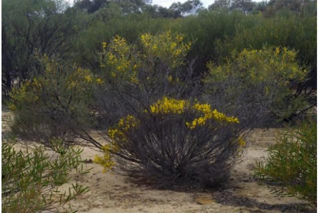 Meervoudig gepunte acacia