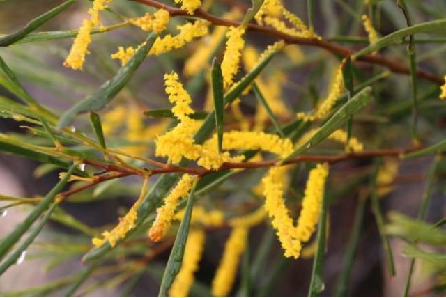 Oldfield's acacia