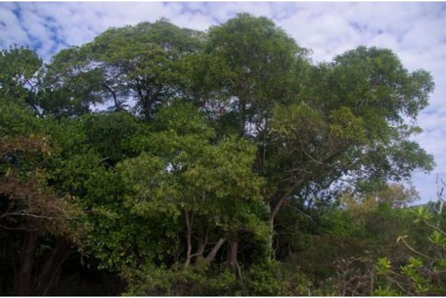 Kust acacia