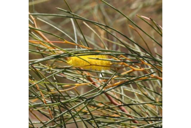 Recht-fruit acacia