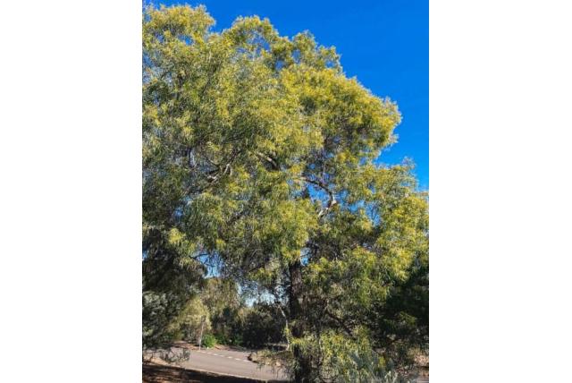 Prominente klier acacia