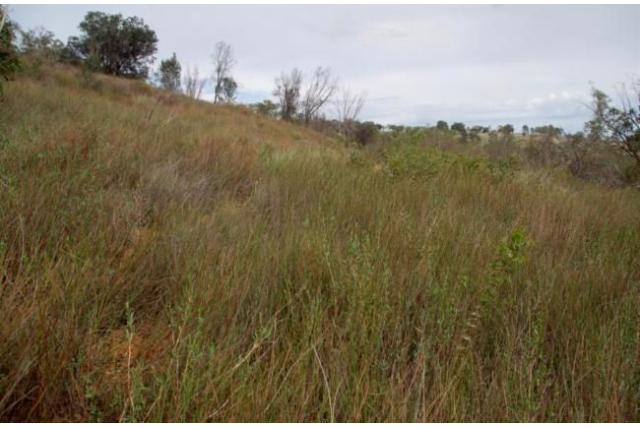 Pitrus-bladerige acacia