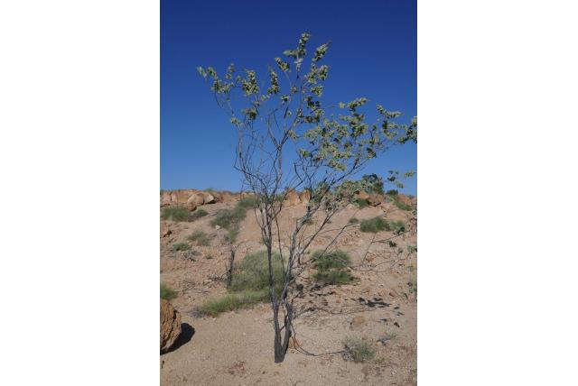 Net geaderde acacia