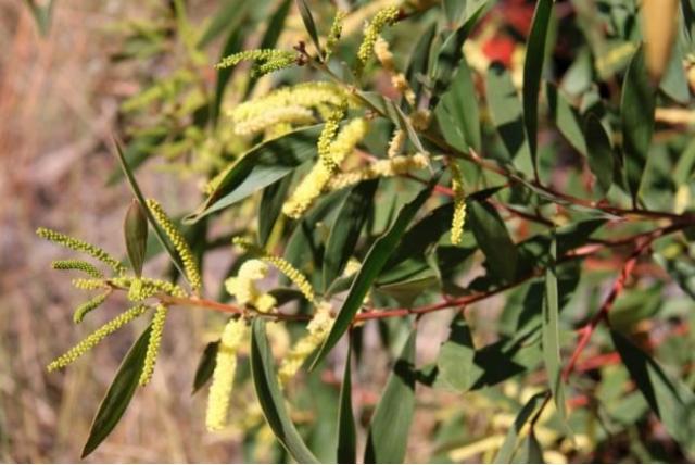 Spaarzame bloemen acacia