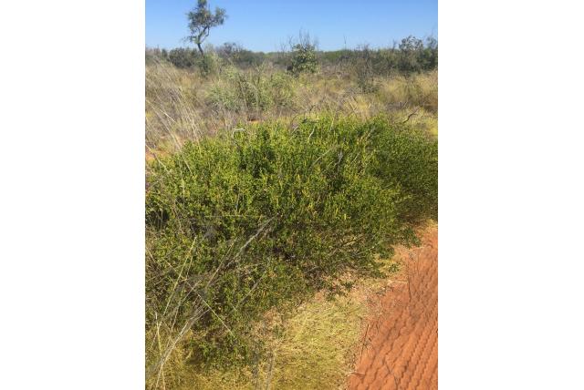 Sterrenhoofden acacia