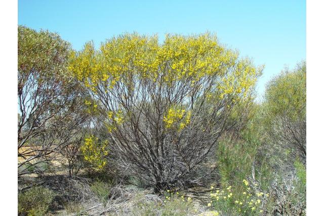 Hard blad acacia