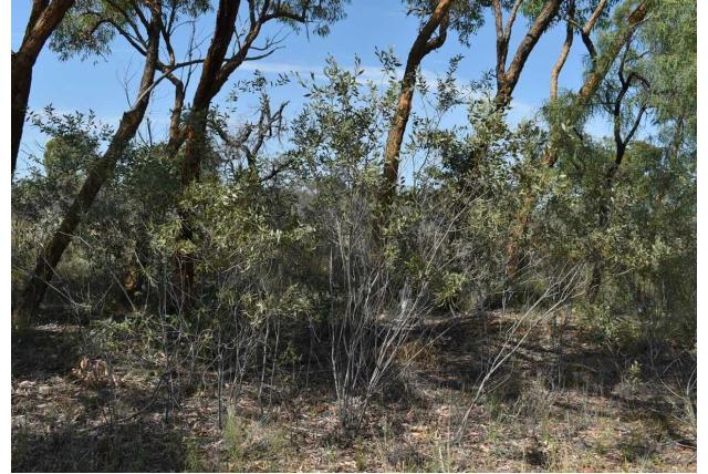 Stipules acacia