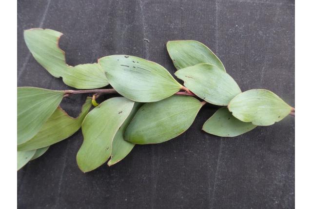 Gestreept bladerige acacia