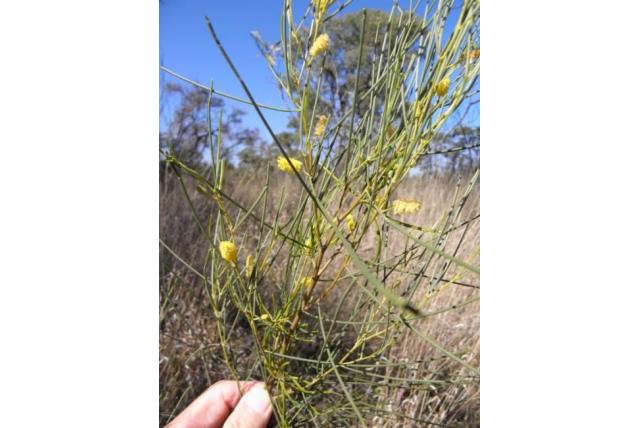 Zeer slanke acacia