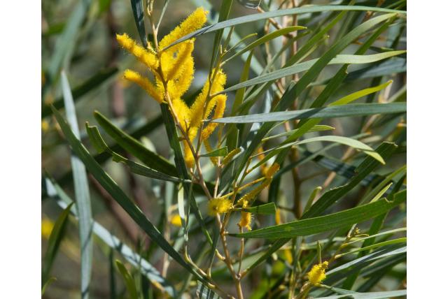 Krachtig acacia