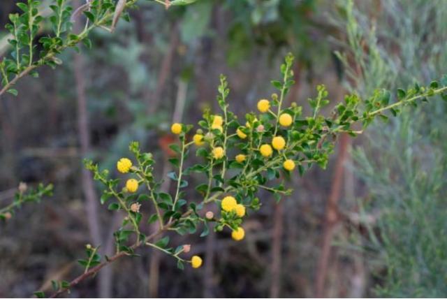 Glanzende acacia