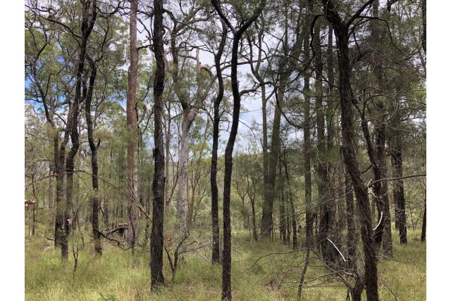 Draadachtige schors casuarina