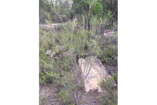 Rots casuarina