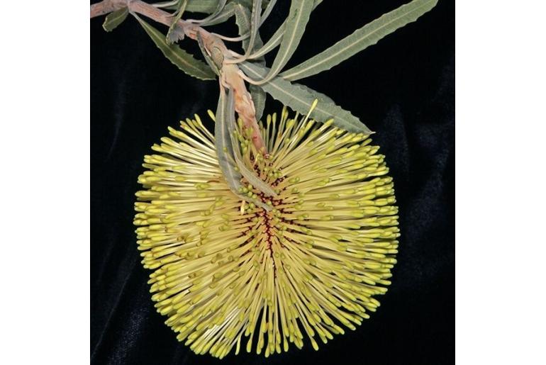 Banksia rosserae -17776
