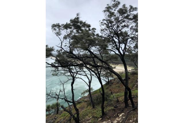 Mahamaya meer Kust She-oak
