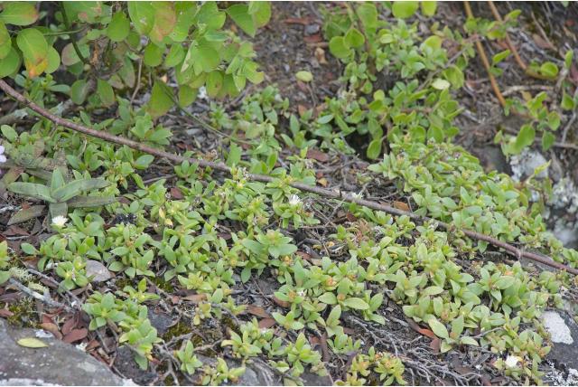 Tradescantia-achtig ijsbloem