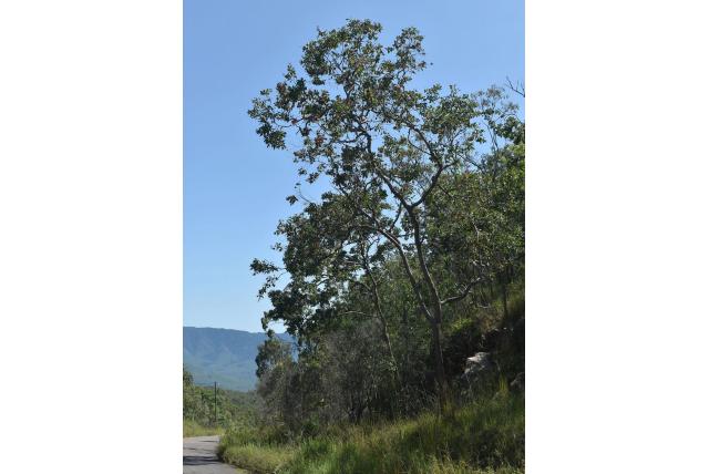 Peltate bladige Corymbia
